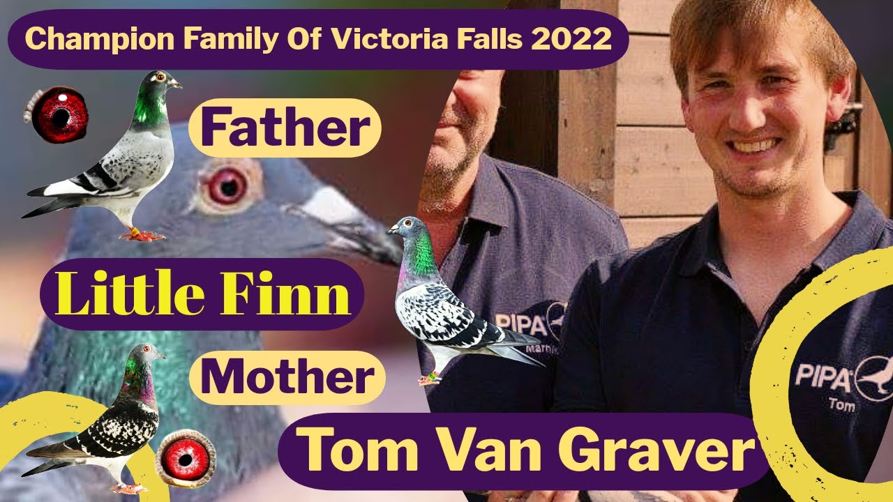 Champion Family Of Victoria Falls WCPR | Tom Van Graver | Racing Pigeons 2022 | Little Finn