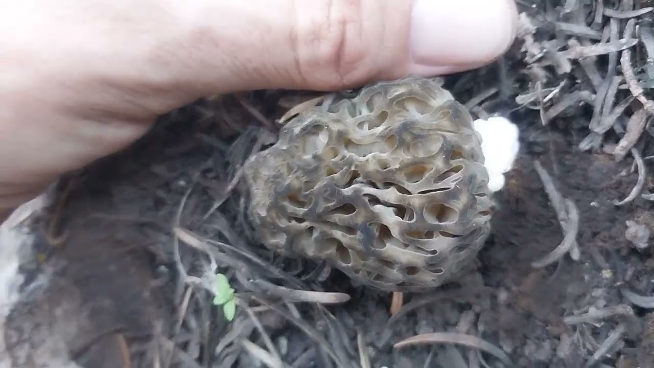 Mysterious Morchella 2025 April 11 Part 1 - Morel Mushroom Hunting Adventures 🍄