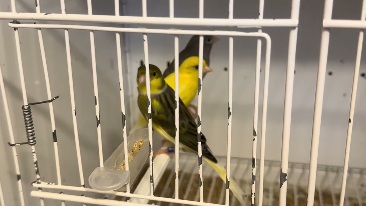 New birds breeding season going great #firefinches #babiesfinches Gs Exotic Finches 
