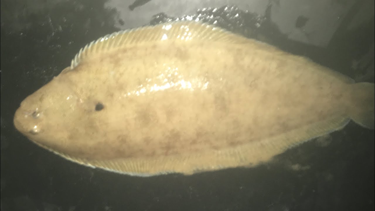 Sizewell sole open match