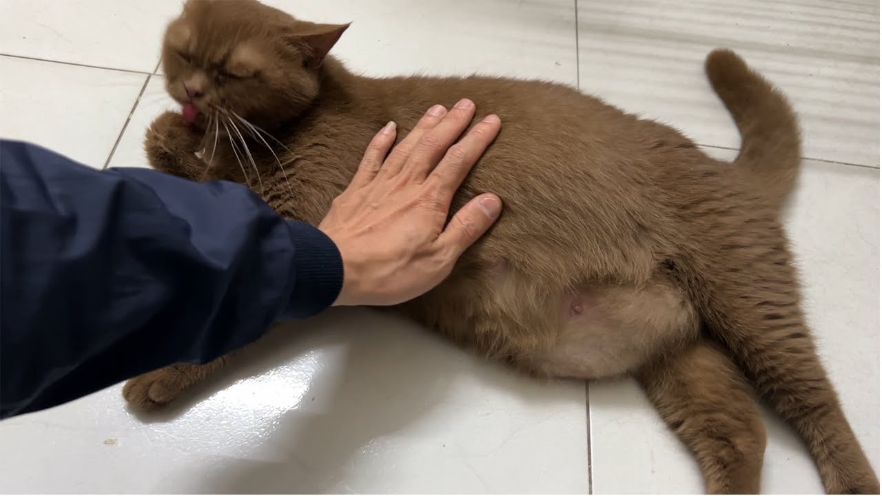Pregnant cat about to give birth with super big belly.