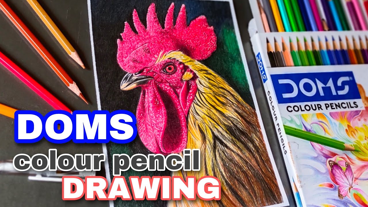 DOMS Pencil Colour 24 Shades | doms realistic colour pencil drawing