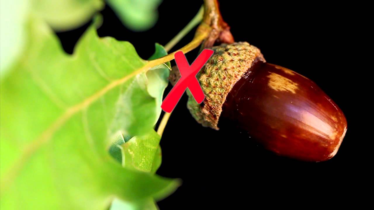 Come riconoscere le querce sporadiche: farnia, rovere, sughera e cerro sughera