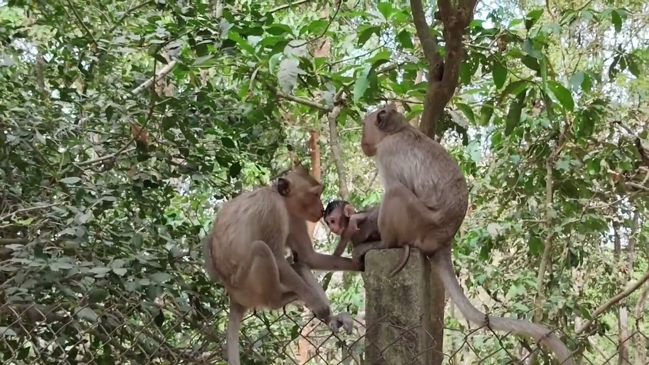 🔴 LIVE STREAM The Difficult Life of a Baby Monkey – Sad & Emotiona