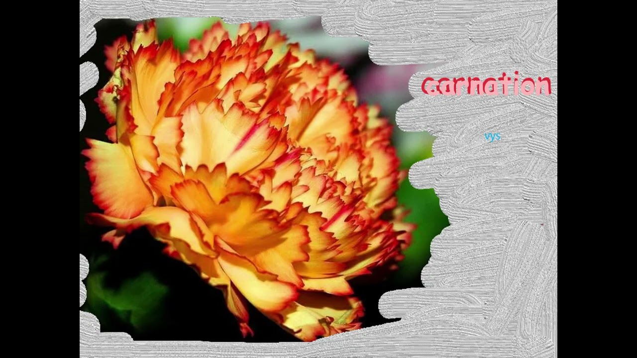 Carnation