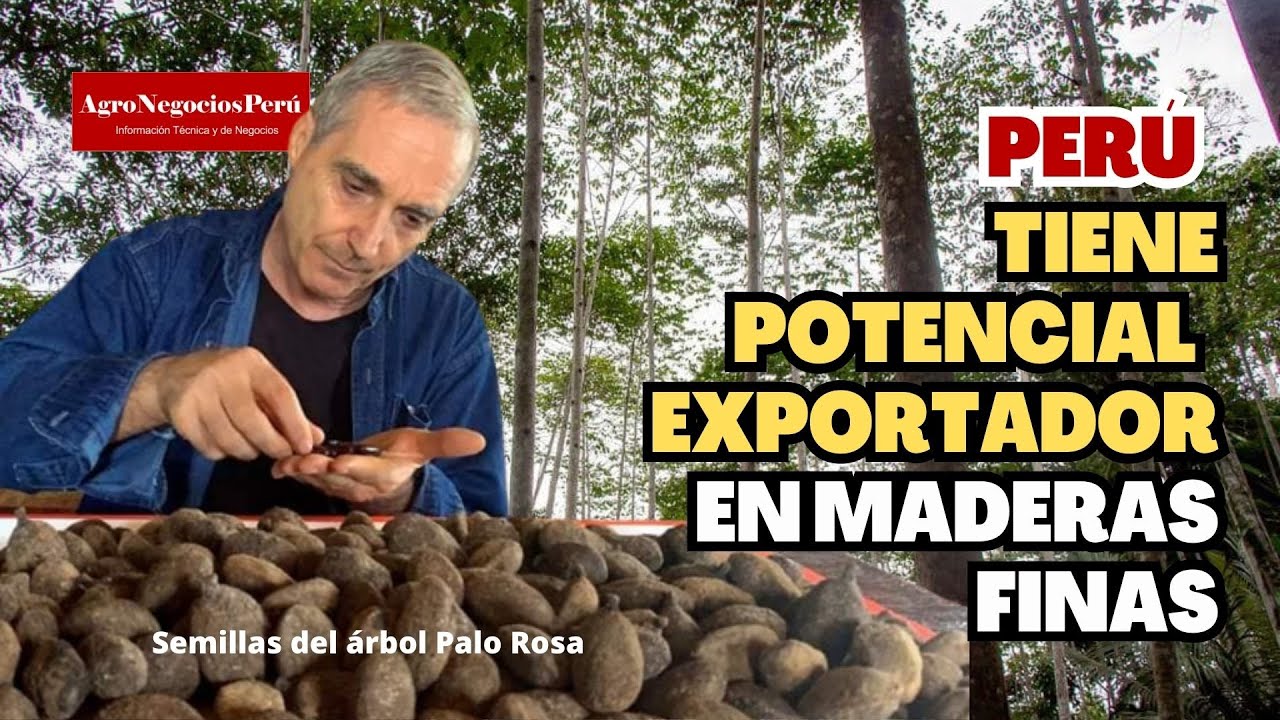Perú puede convertirse en una potencia exportadora de maderas finas