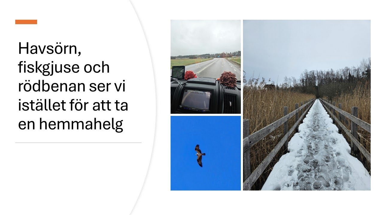 Hemmahelgen blev istället en helg med havsörn, fiskgjuse, rödbena och trevligt sällskap vid Tåkern