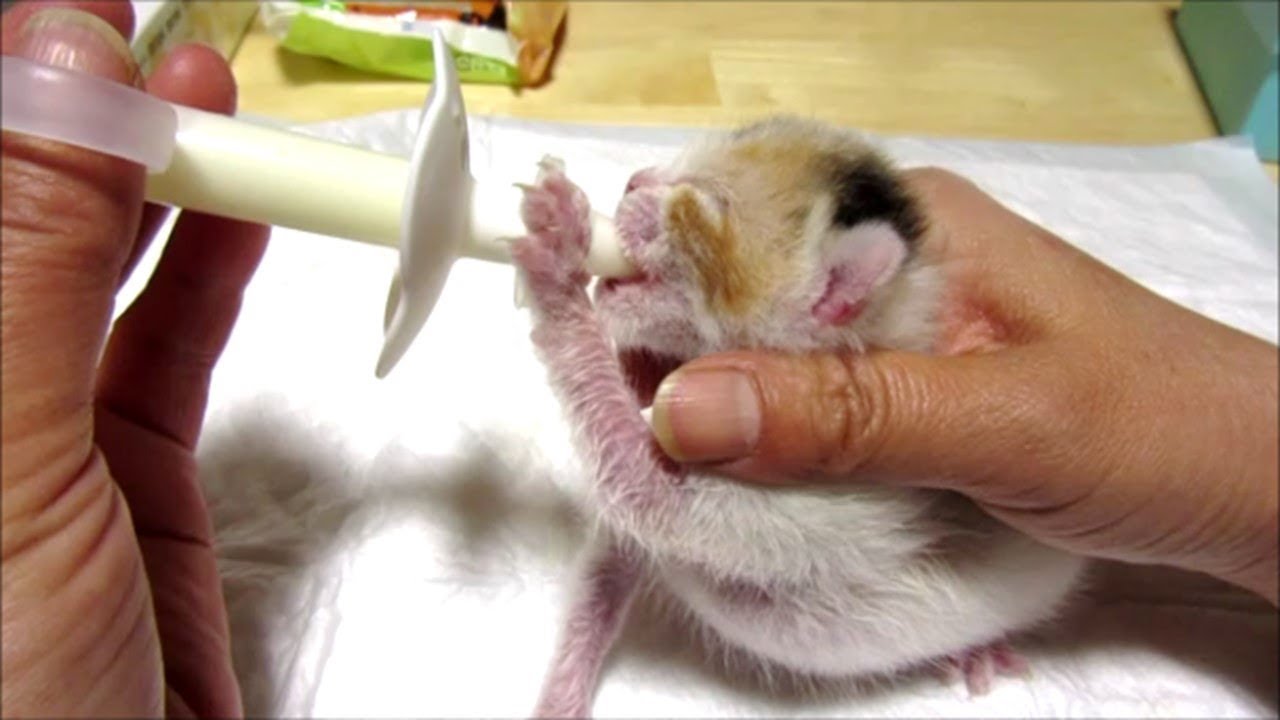 子猫赤ちゃん保護　ミルクをいっしょうけんめい飲む姿が最高に可愛い