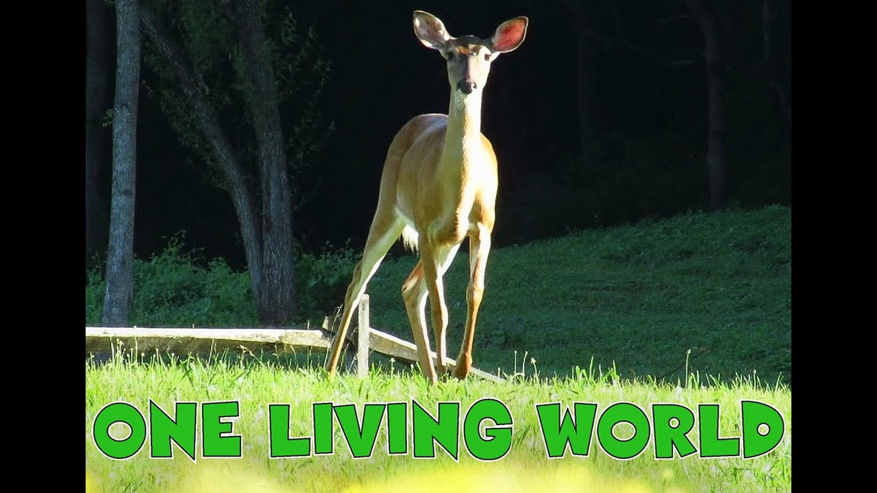DEER AND FAWNS 2025