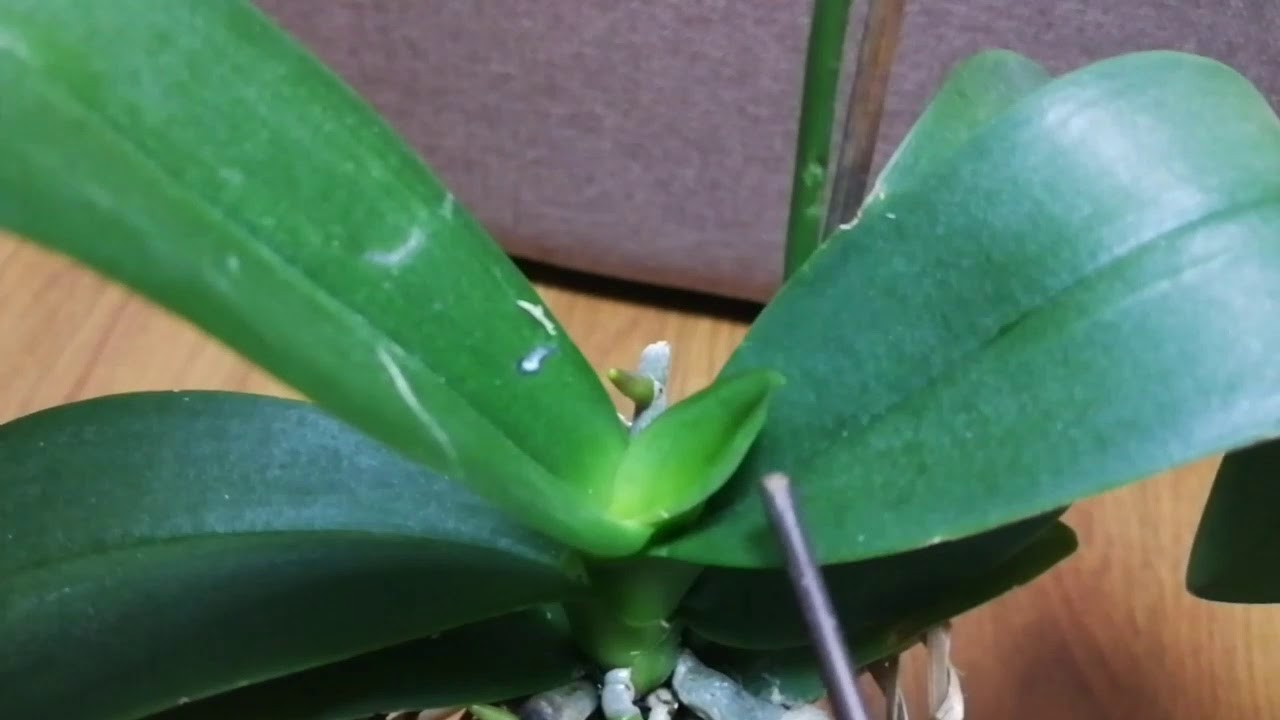 蘭花 懶人種植法 簡單易打理的懸空種植27/10/2019