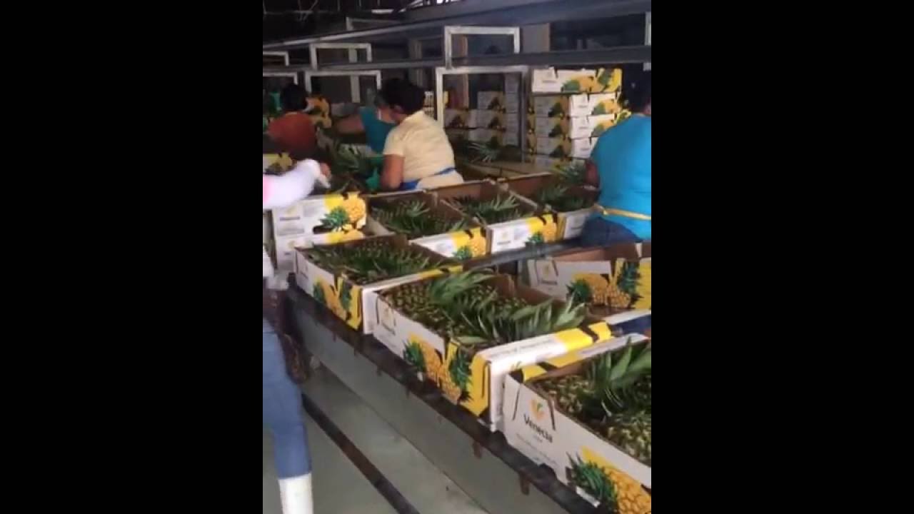 THE GOLDEN PINEAPPLE S.A. -PACKING HOUSE