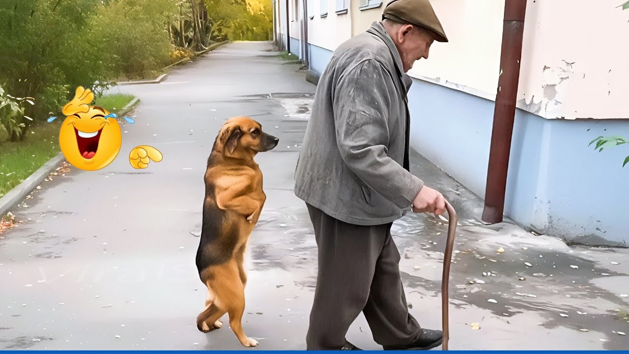 When a Dog Thinks He’s Human 😂 Funny Pets Compilation 🐾