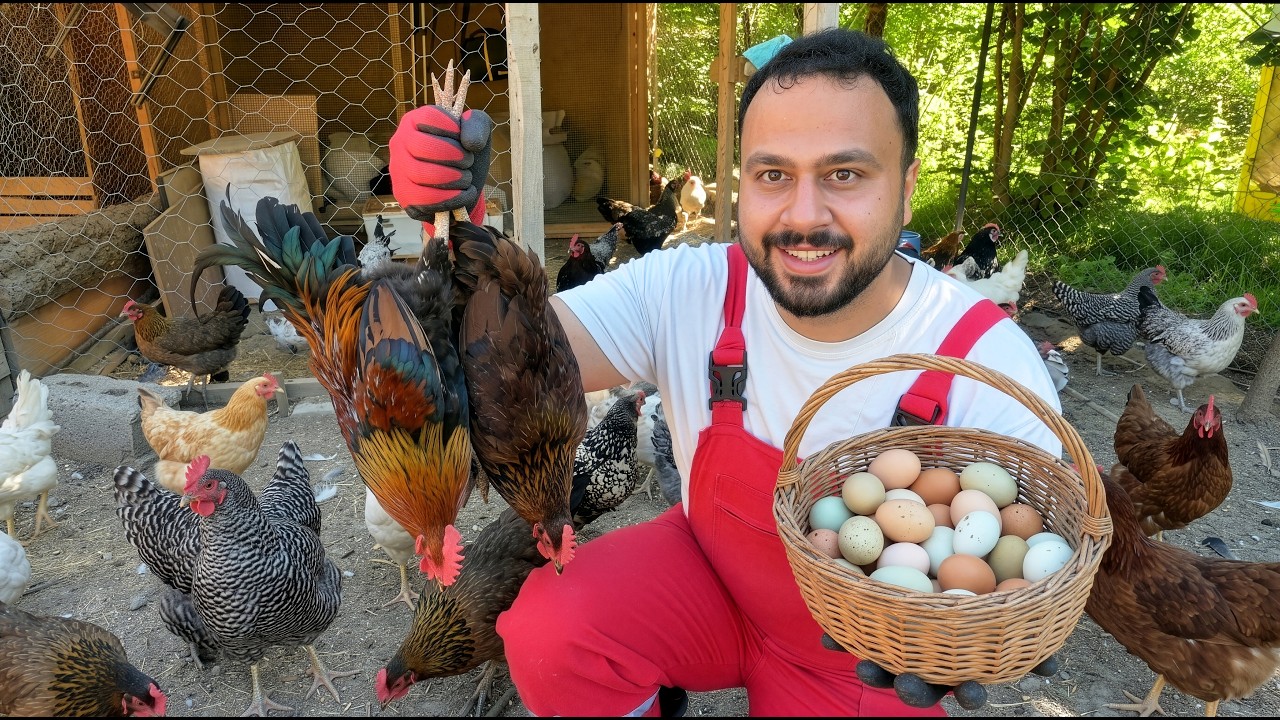 Horozları Yakaladım! 🐓😅 | Folluklardan Bol Yumurta Topladım 🥚 | Keklik ve Bıldırcın Civcivleri