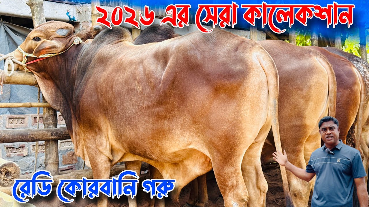 বর্ষসেরা কালেকশন। ১৮  বড় বড় শাহিওয়াল গরু লাটে পানির দামে। ২০২৬ কোরবানি গরু। রাজশাহী সিটি হাট 