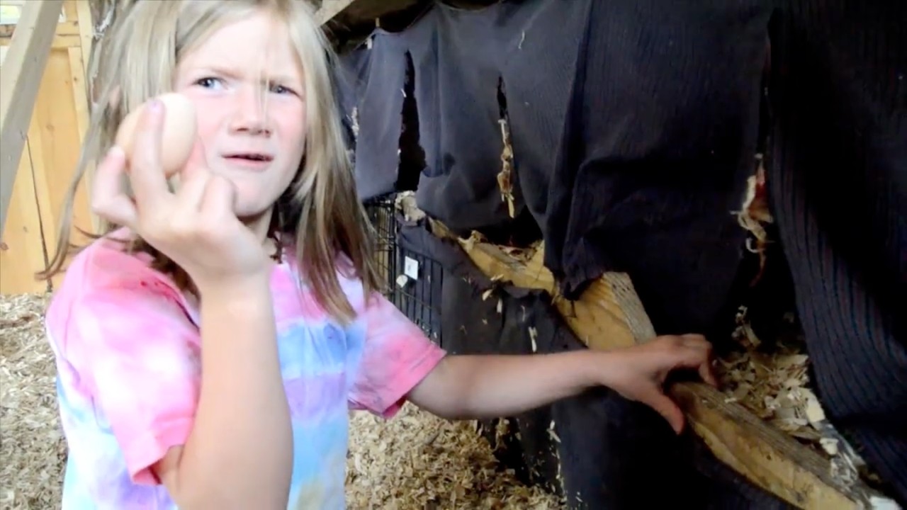 Eggs are Green and Food is Dirty, by Stephanie Hample (Community Maple Project, the Wild Center!)