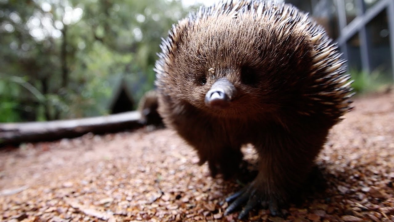 Meet Matilda the Echidna who has an allergy to ants
