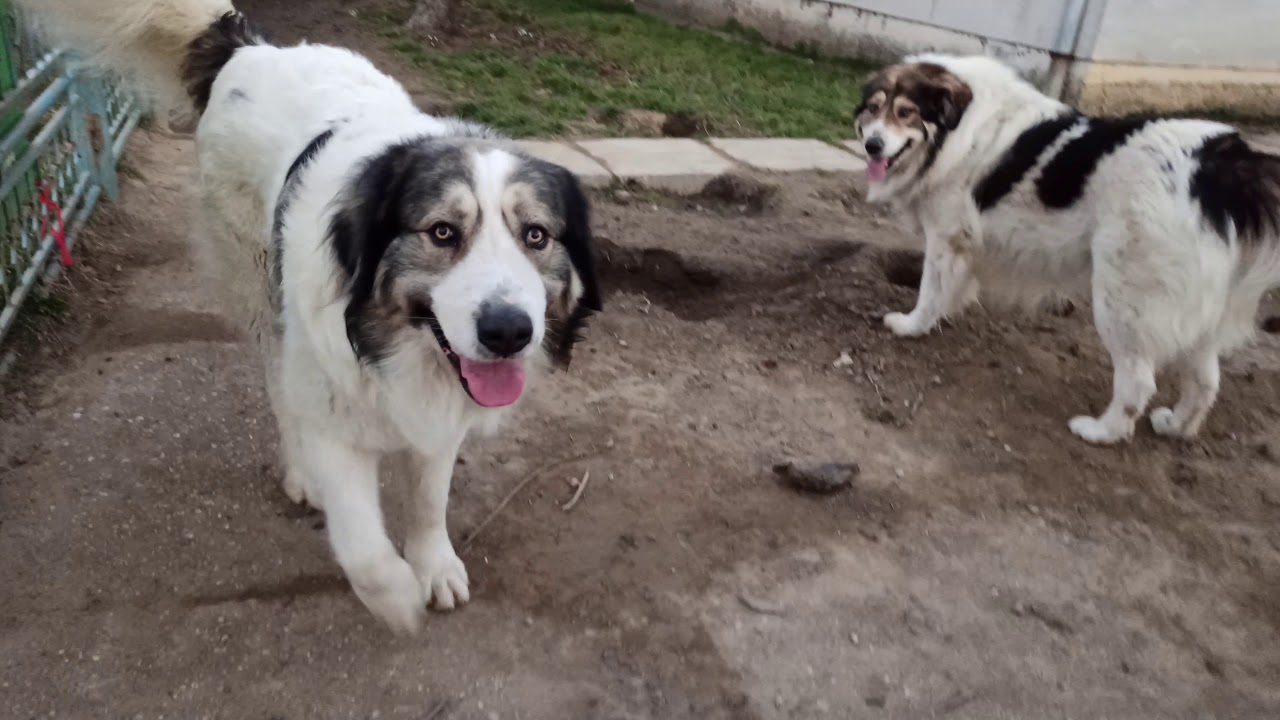 Tornjak attack/defense show off🐾🐾🐾🐾🐾