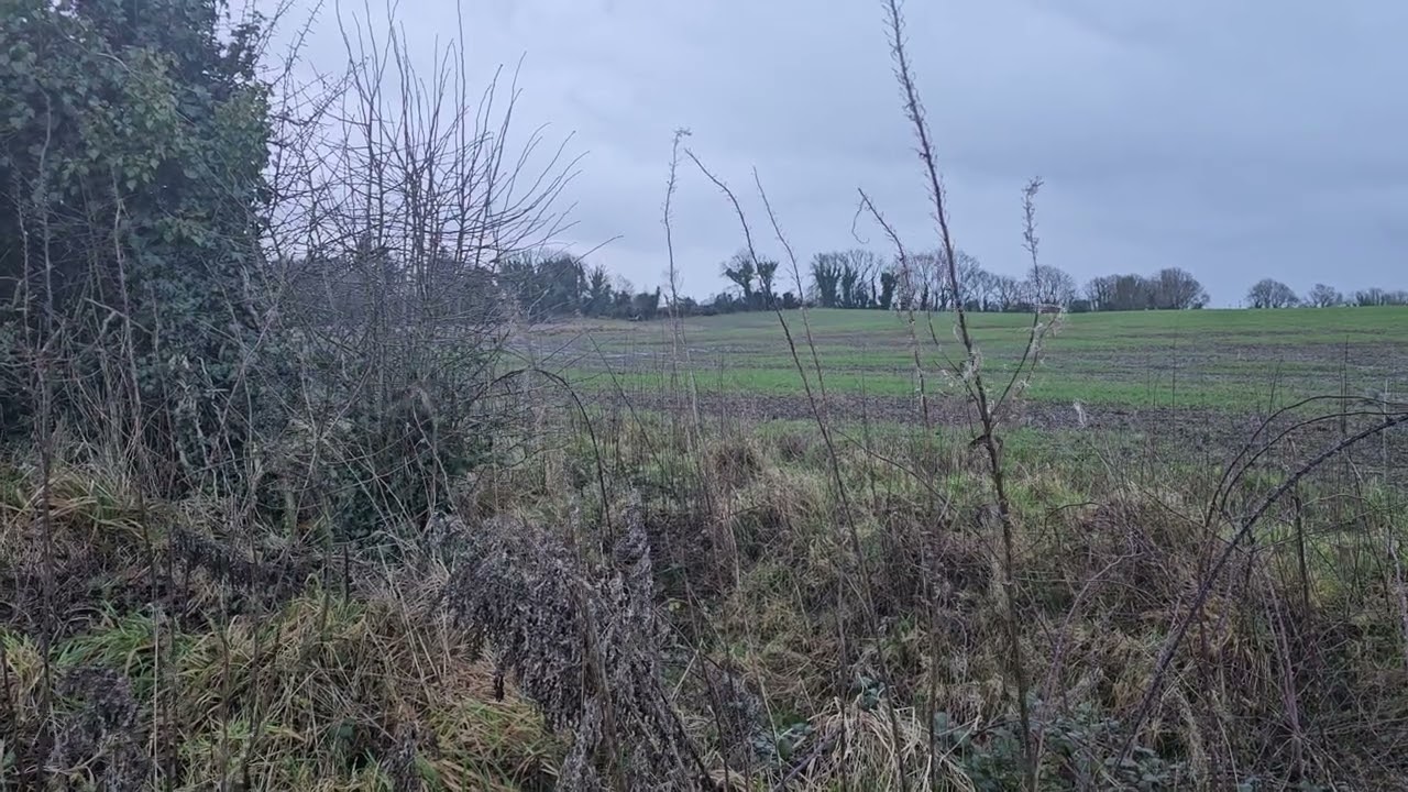 Field. Ireland 
