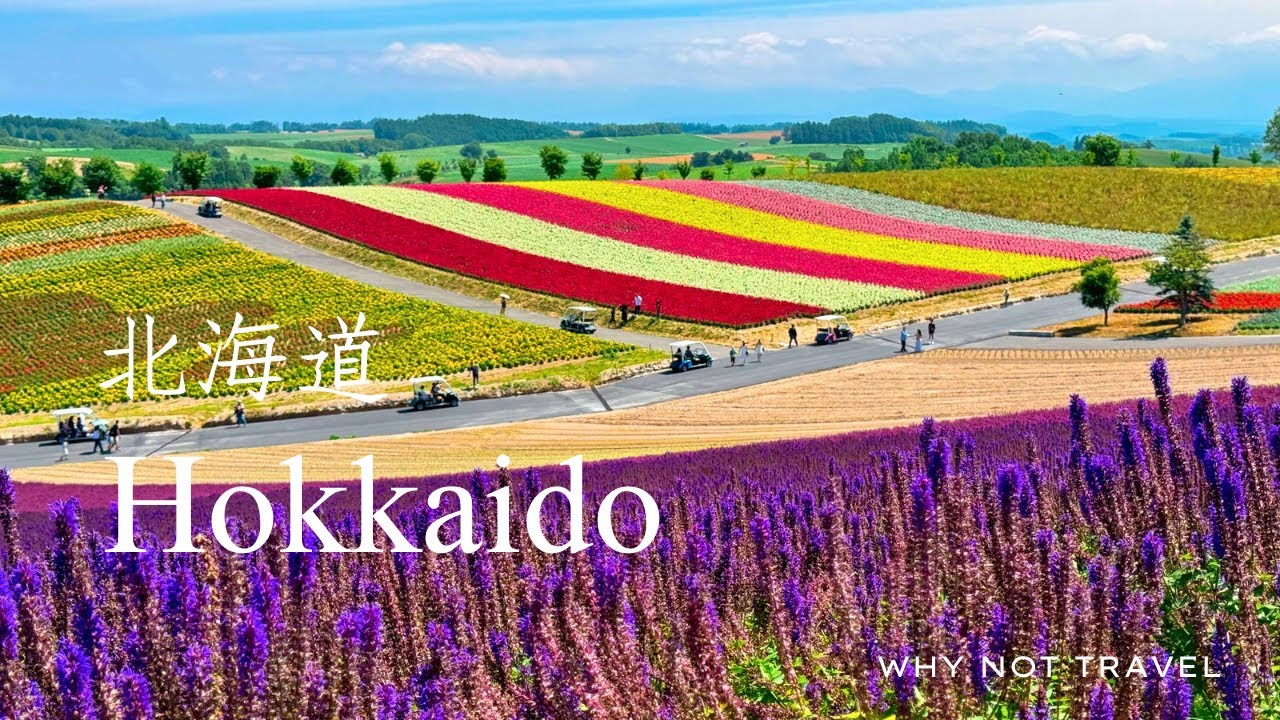 Лето на Хоккайдо такое прекрасное! • Неограниченное количество королевских крабов, лавандовые поля