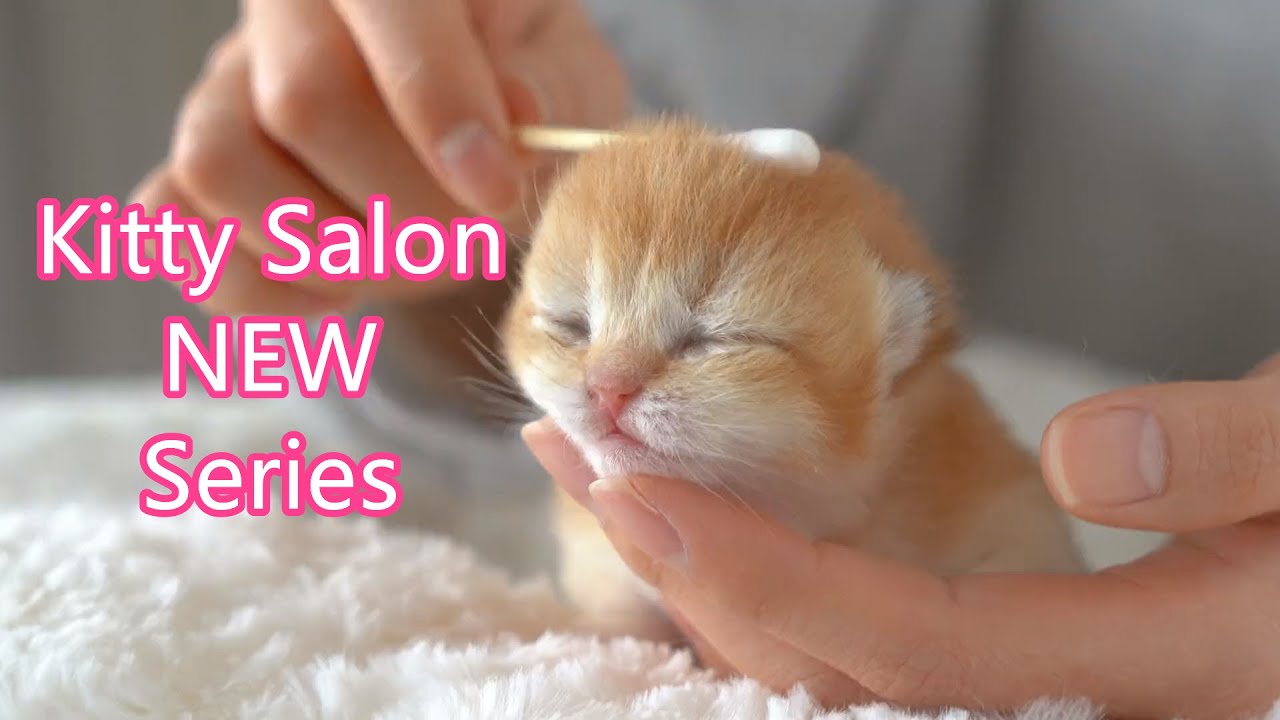 😍Kitty Salon NEW Series - Super cute 5 days old kitten baby ASMR cat having SPA treatment