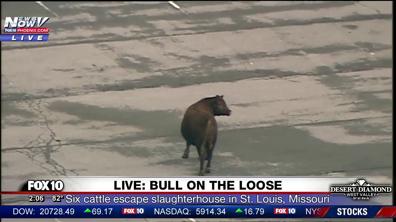 BREAKING MOOS: Six Cattle Escape Slaughterhouse, Bull on the Loose in St. Louis Missouri (FNN)
