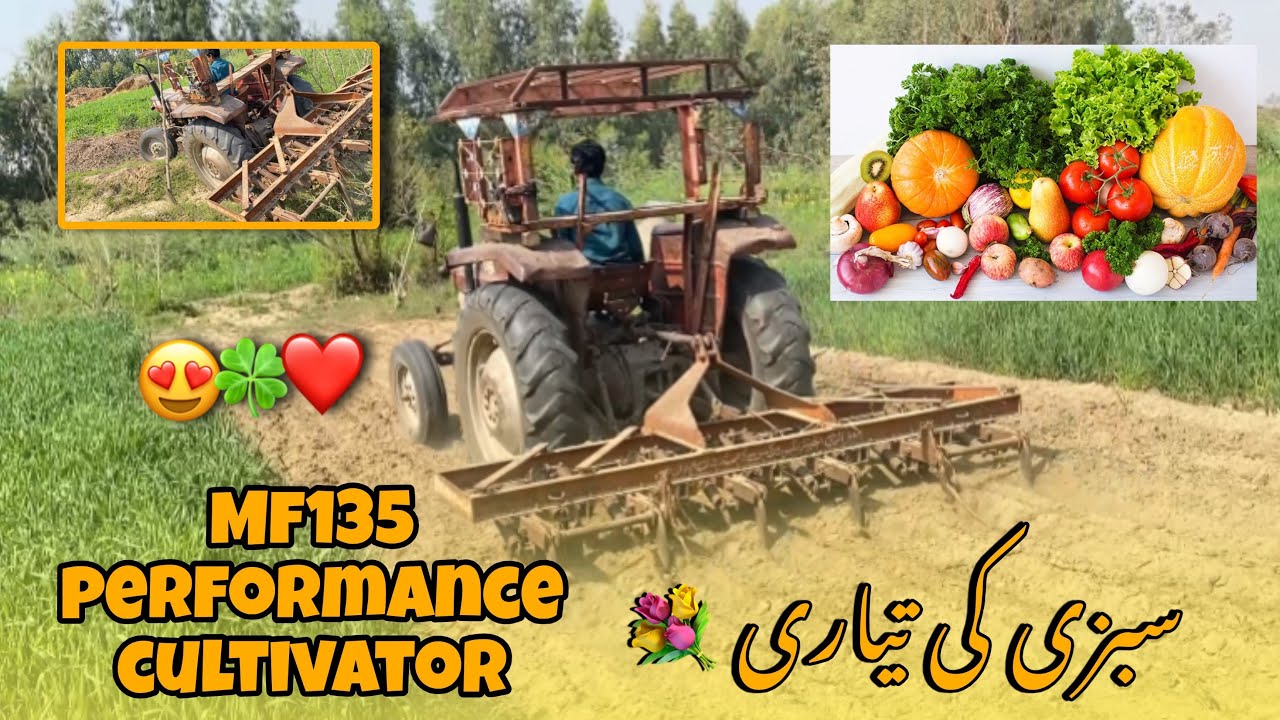 سبزیوں کی تیاری || Mf 135 performance cultivator🥰🤬