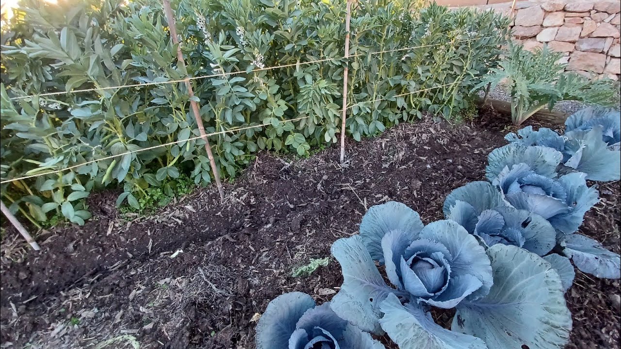 Tuteurer les F&egrave;ves - Potager d'hiver - How support Fava Beans