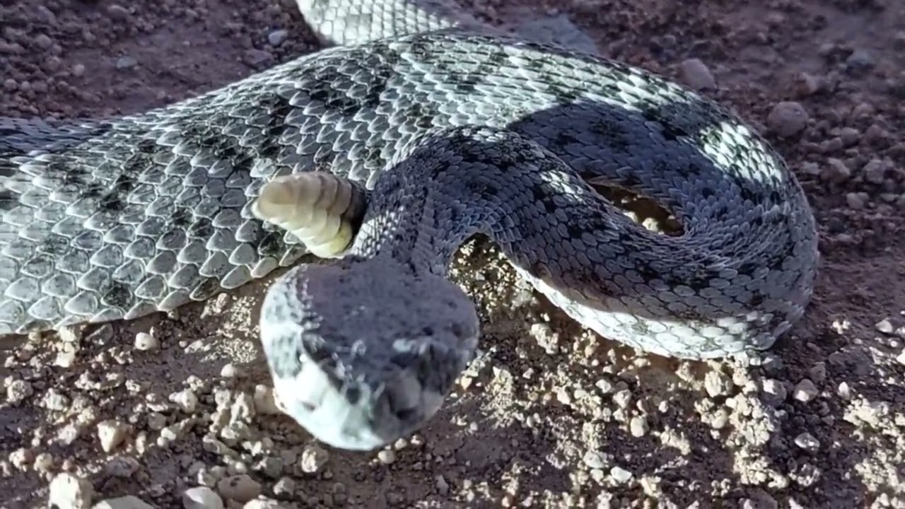 #snake #V&Iacute;BORA DE CASCABEL bebe #viral #serpiente #serpientesvenenosas