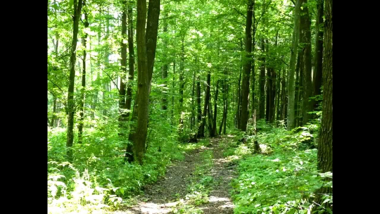 Дика природа Медвина/ The Wild Nature of Medvin