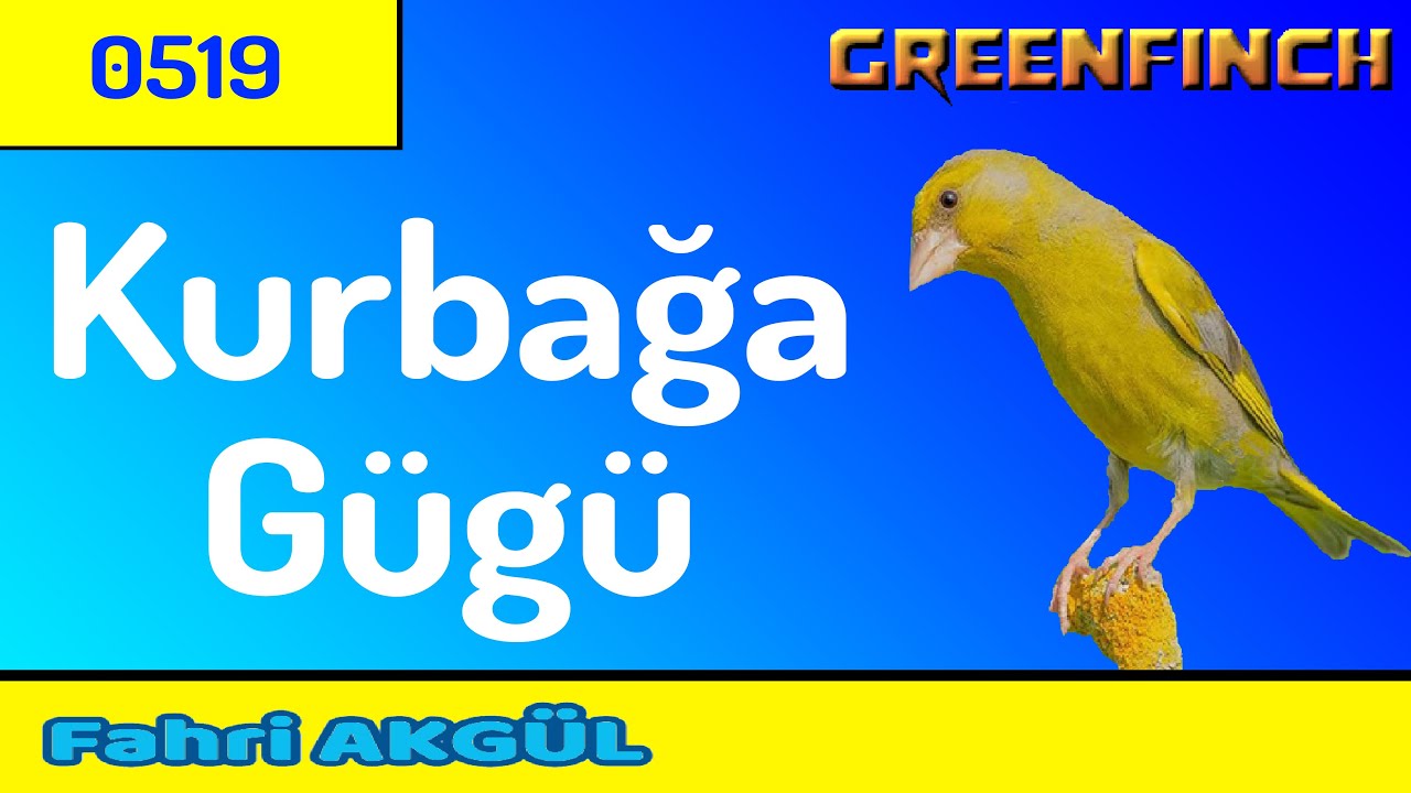 Flurya Kuşu Ötümü 519 - Kurbağa Makarası - Gügü Makarası