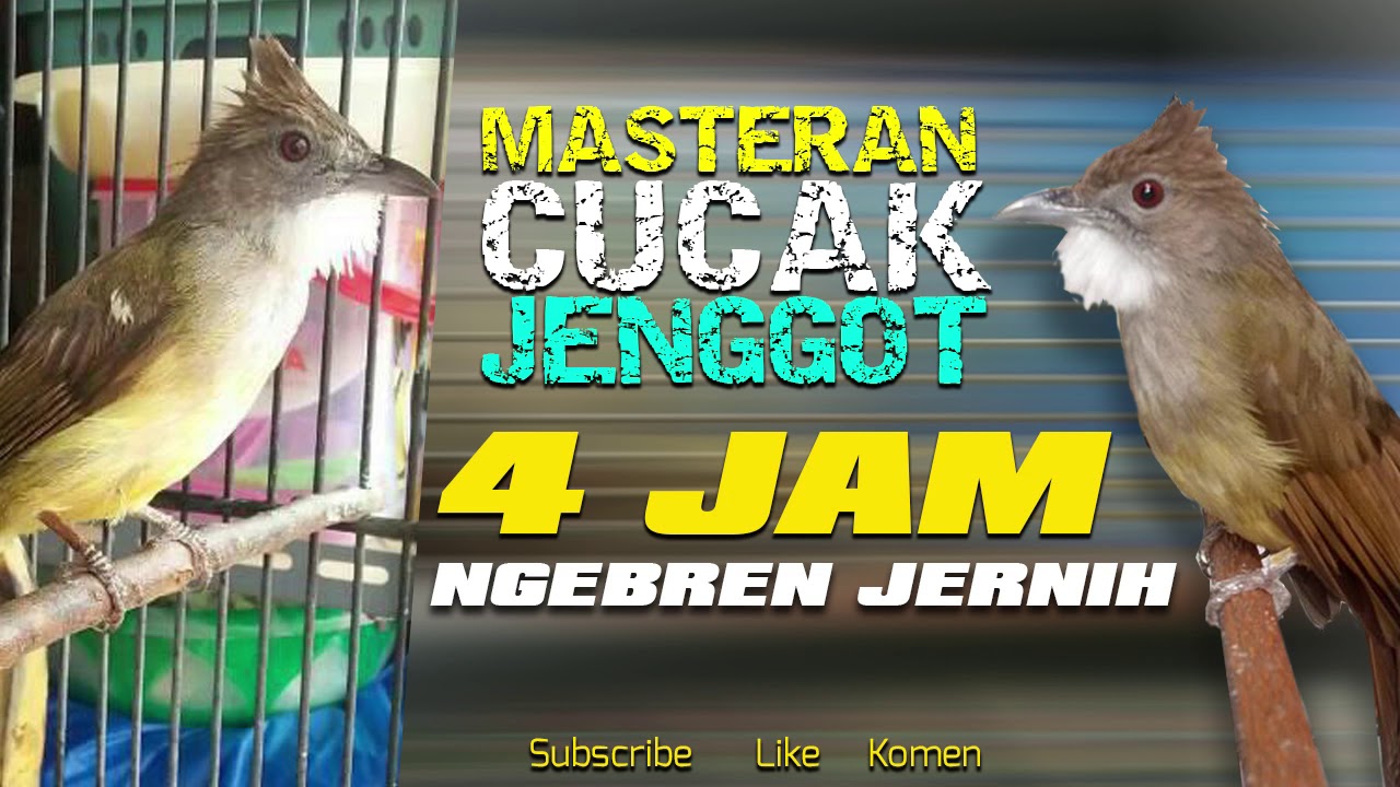 Gunakan cucak jenggot YANG EMOSI ini untuk  MASTERAN CUCAK JENGGOT 4 JAM NGEBREN JERNIH