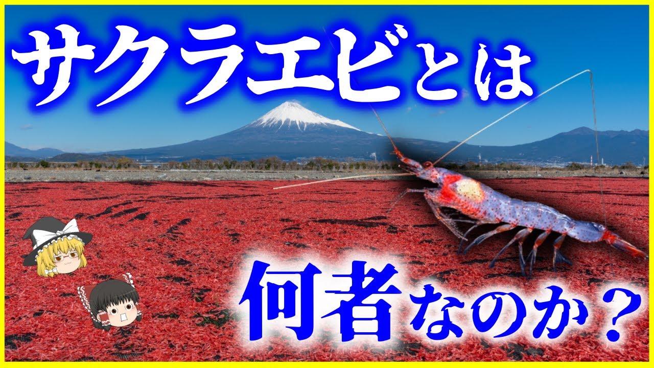 【ゆっくり解説】今年は大豊漁！駿河湾の宝石「サクラエビ」とは何者なのか？を解説/養殖は不可能？日本の駿河湾と台湾でしか獲れない海のルビーの不思議な生態