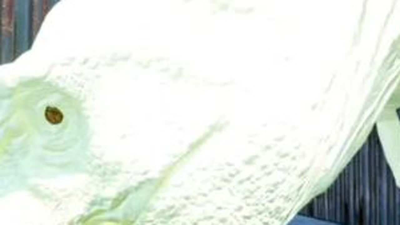（11）怪兽巢穴之霸王龙生存进化#憨墩 #怪兽巢穴 #侏罗纪大猎杀
