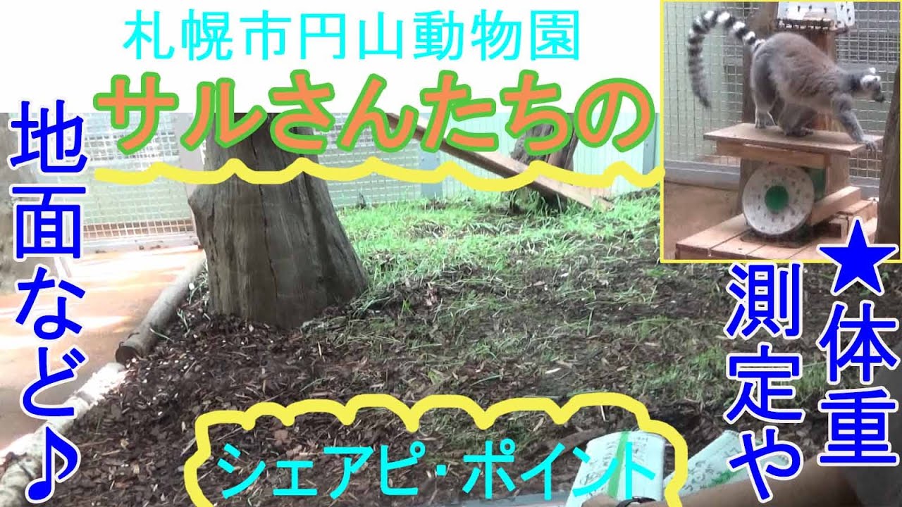 サルさんたちのシェアピ・ポイント★体重測定や地面など★札幌市円山動物園★