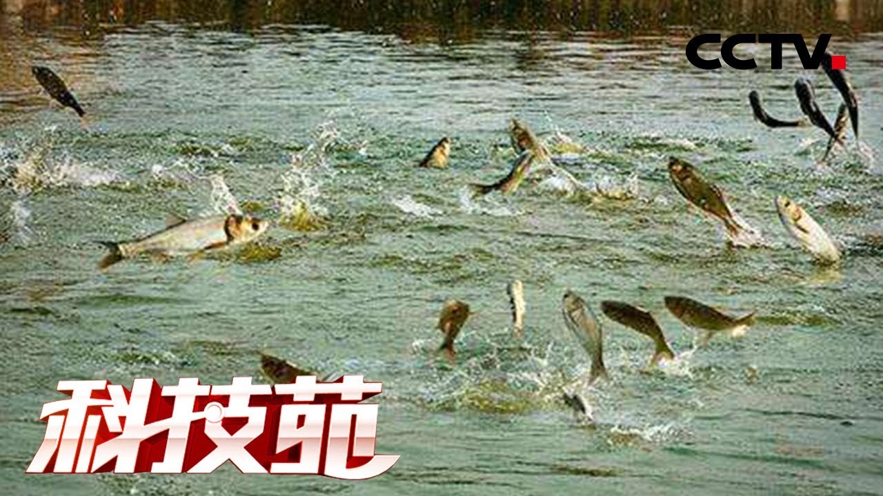 《科技苑》 20180531 一池五养 年赚百万 | CCTV农业