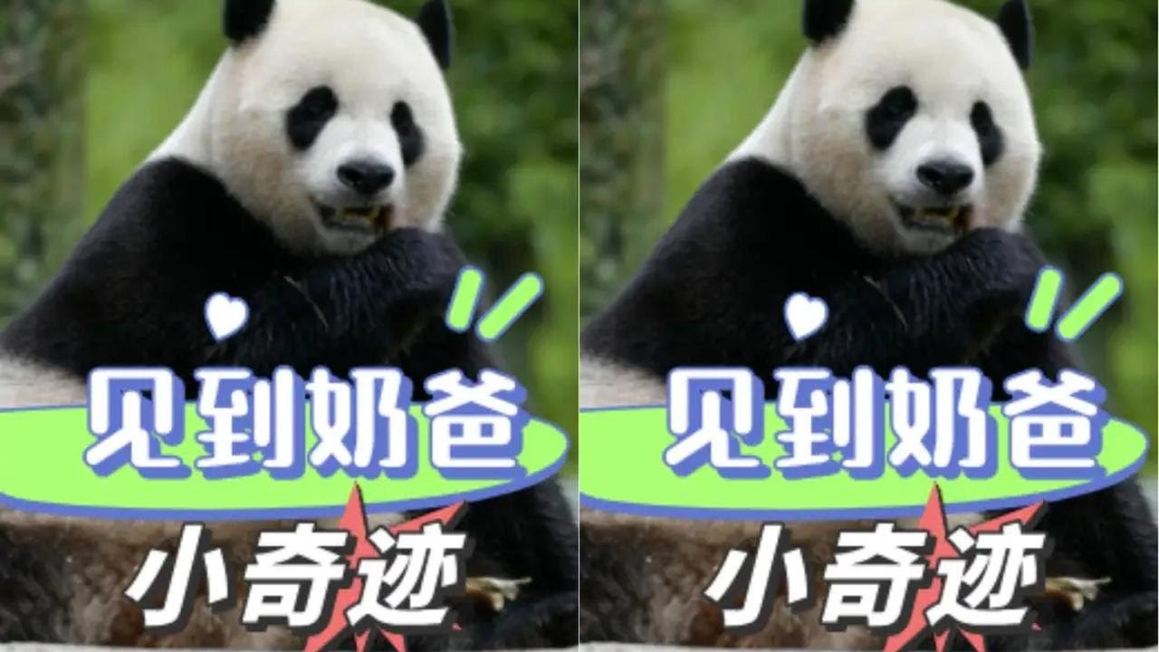 王奶爸回家第一件事就是召唤小奇迹，“父子俩”久别重逢后有多开心？  #王奶爸 #小奇迹 #熊猫 #国宝 #温情