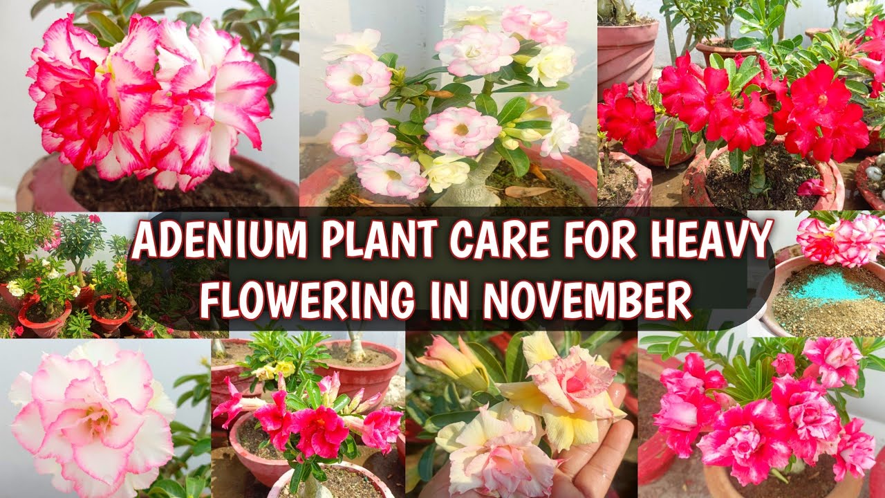 ADENIUM PLANT CARE FOR HEAVY FLOWERING IN NOVEMBER | ADENIUM NOVEMBER CARE 🌸😍