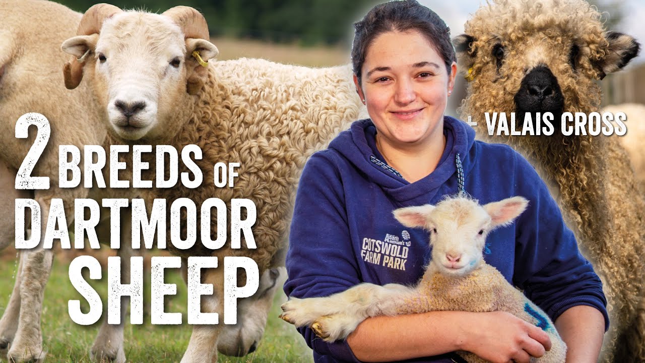 2 Breeds of Dartmoor Sheep - Fridays with Fran - Ep27 (+ Valais Blacknose Cross Lambs)