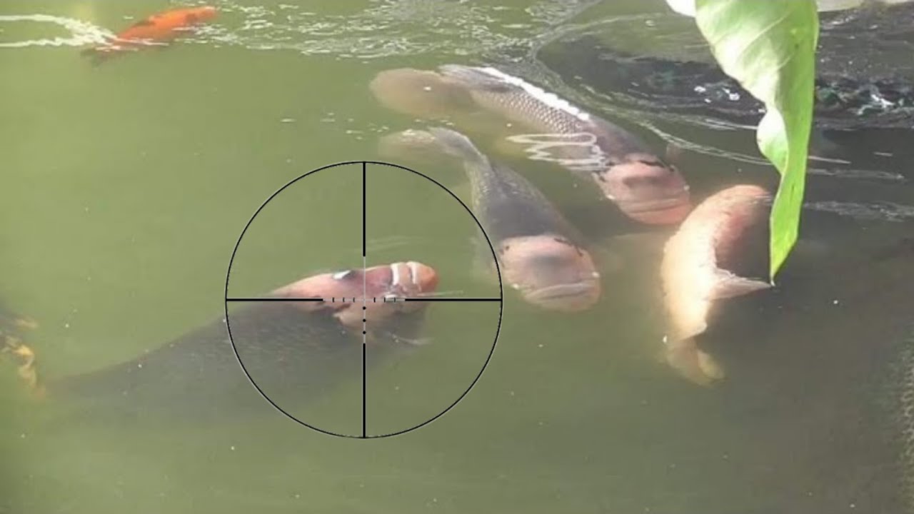 Paser ikan | Nekat nembak di spot ini nyawa taruhan sarang babon Gurame Kaloi