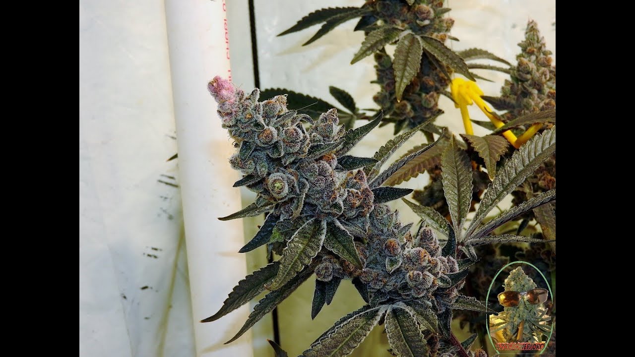 FLUSHING TROPICANNA AND BLACK BANANA COOKIES DAY 63