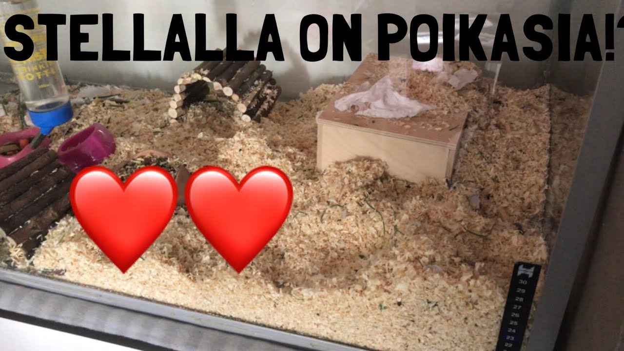 Marsujen päivä 6 + infoa!