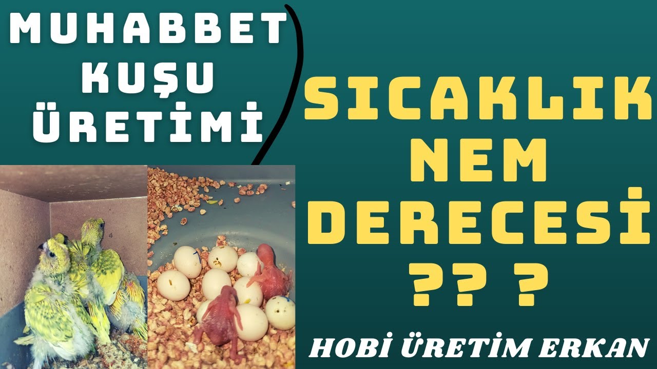 MUHABBET KUŞU ÜRETİMİNDE SICAKLIK VE NEM DERECESİ ÖNEMİ