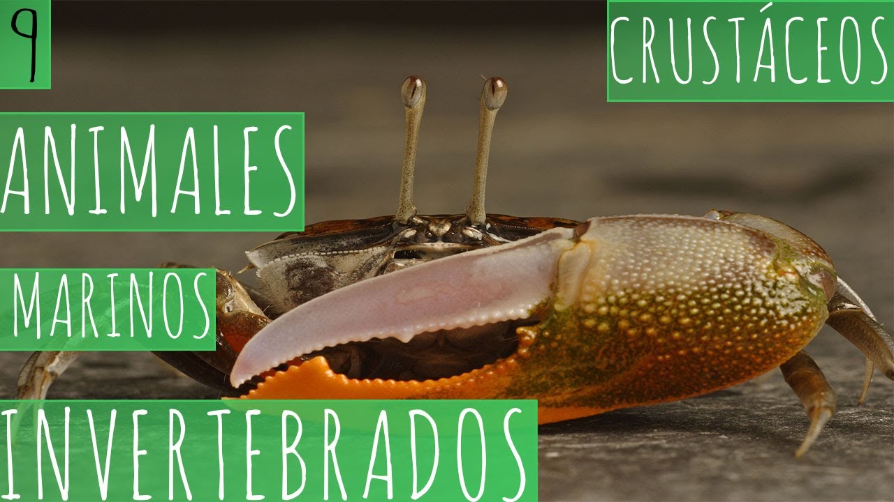 9 ANIMALES MARINOS INVERTEBRADOS - CRUST&Aacute;CEOS