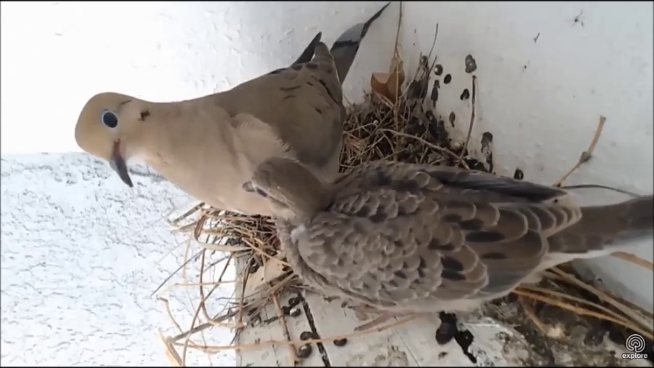 Doves ready to fledge  July 19, 2017