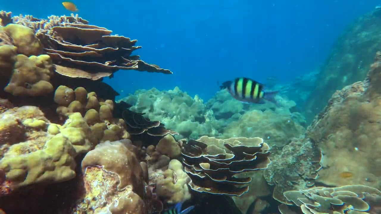 Tropical underwater landscapes - Slow Visuals