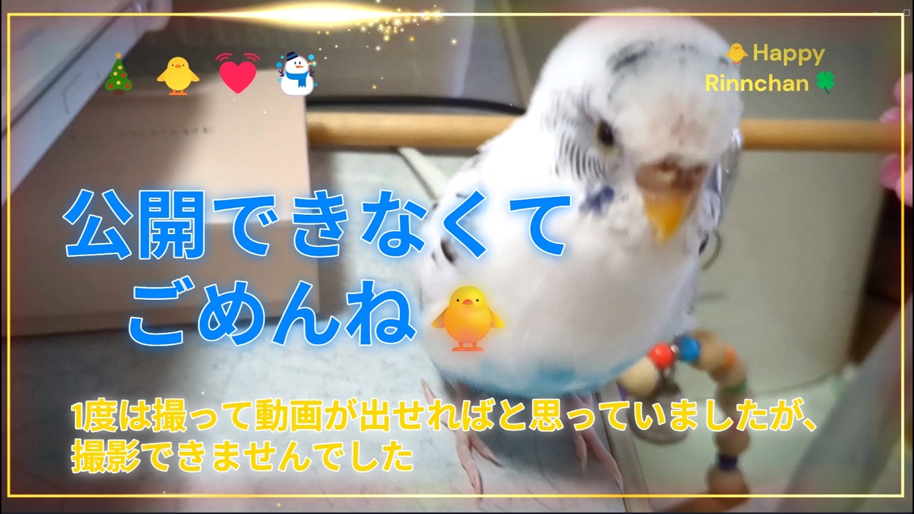 🐥💕実は2の段の掛け算が言えたインコ（懐かし映像🎥）🐥💕A parakeet who can actually say multiplication (nostalgic video🎥)