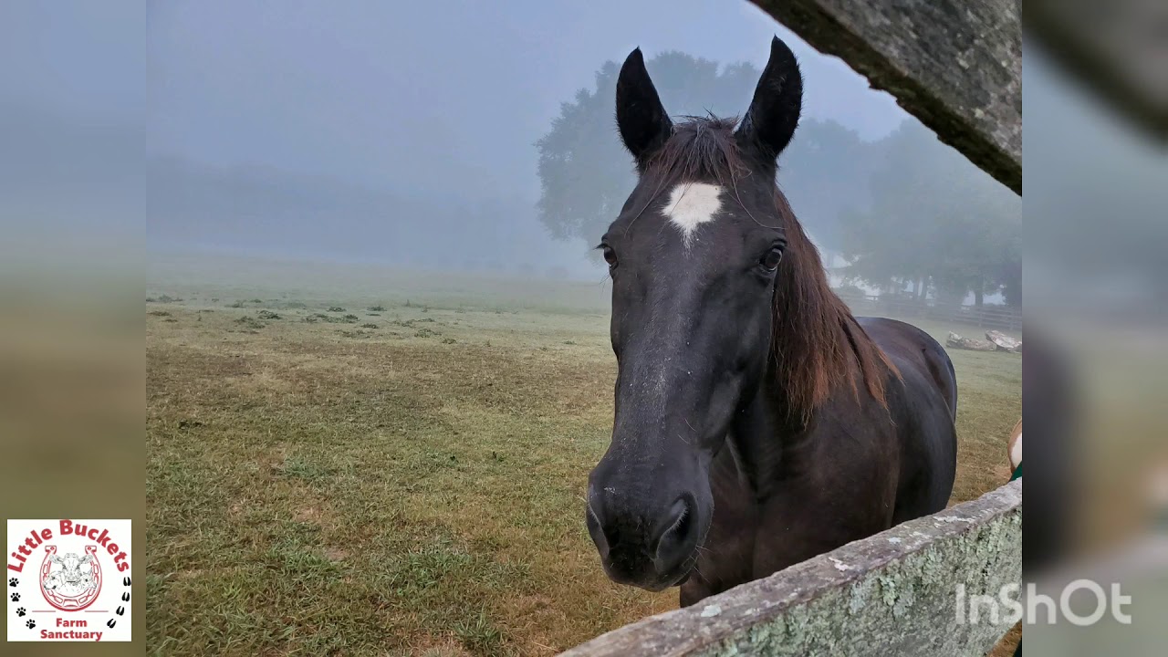 Unbelievable horse transformation after being rescued by Little Buckets Farm Sanctuary