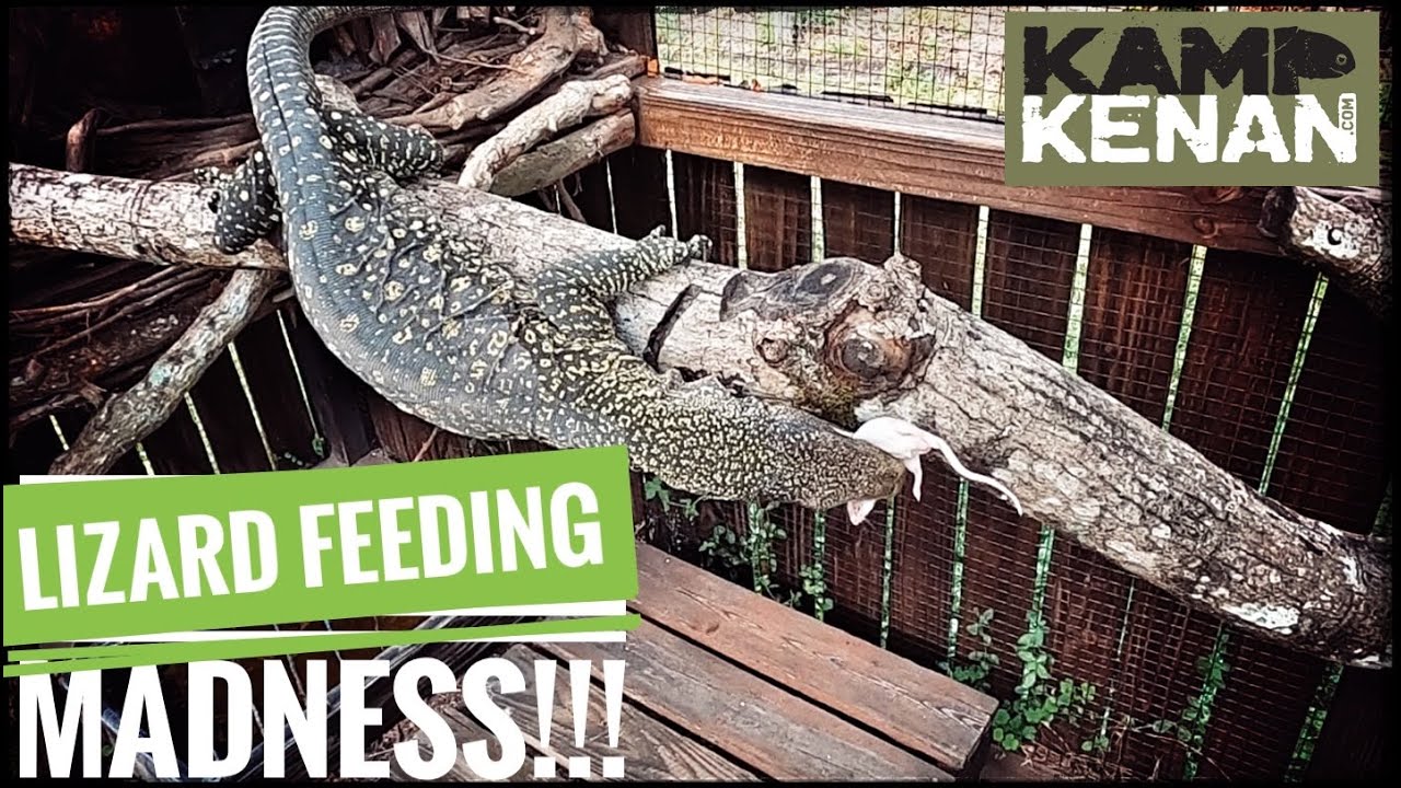 POV Python & Lizard Feeding Madness!