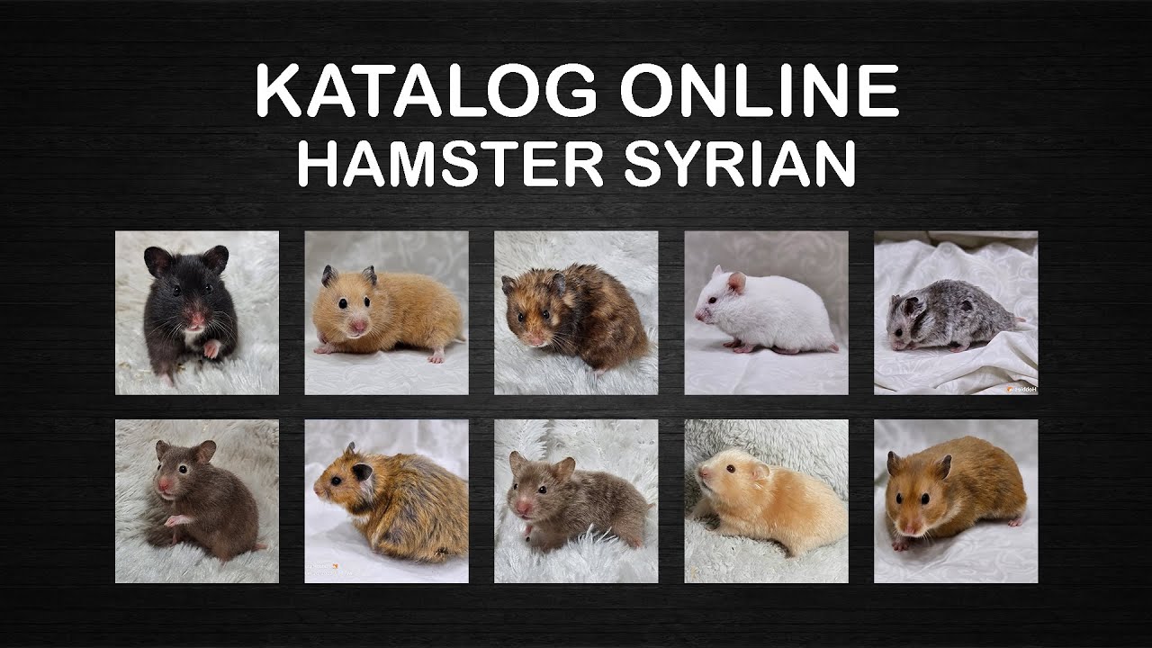 JENIS-JENIS WARNA HAMSTER SYRIAN - part 1
