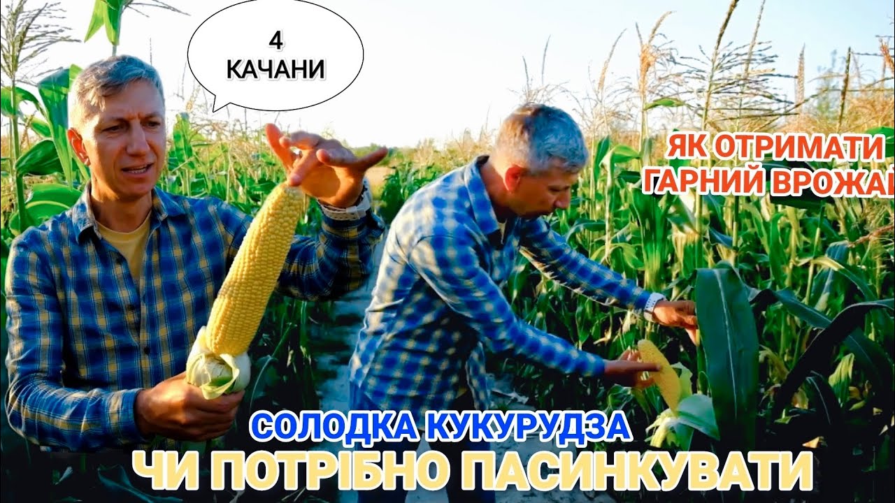 Солодка кукурудза 🌽 пасинкуємо чи ні!?